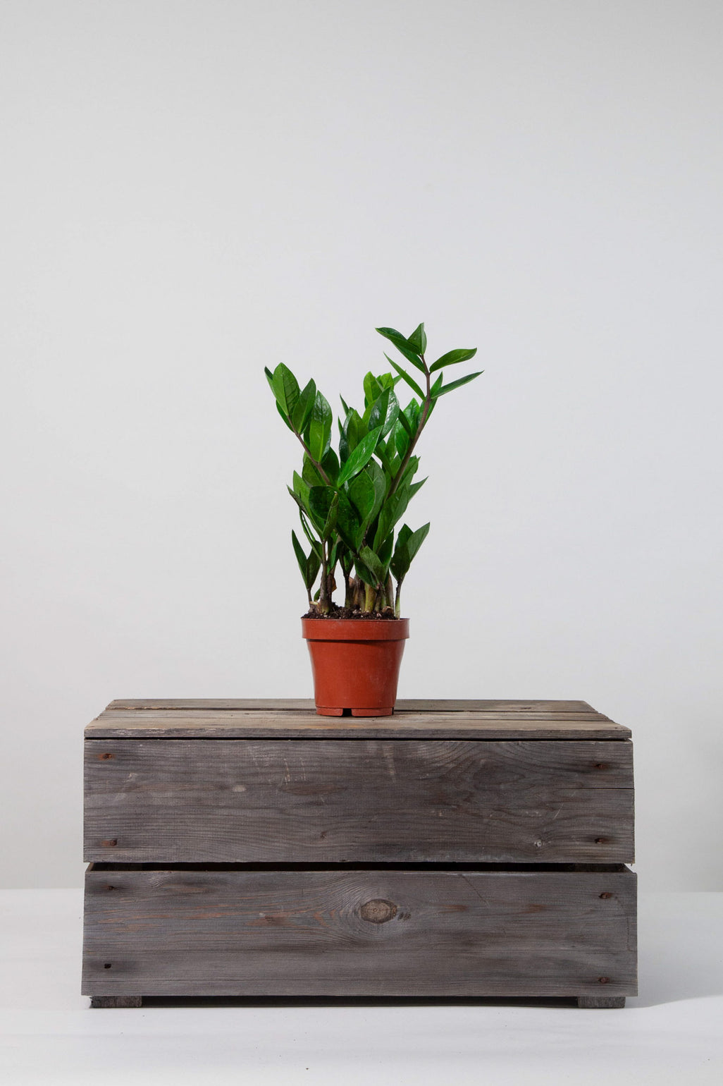 files/IndoorPlants-StudioShots13.11.2023-238.jpg